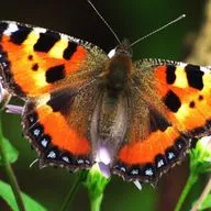 Игорь Беляцкий. Бабочки на ступеньках. Читает Сергей Краснобород 