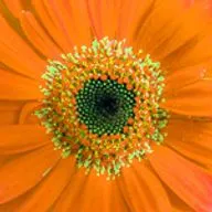 12 колен Израиля. Йосеф