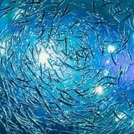 Рыбные фермы - экономическая выгода или экологическая угроза? 