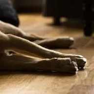 В Латвии вспышка лептоспироза. Как обезопасить своего питомца? 