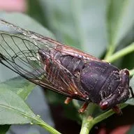 Те, кого не видно, но слышно - цикады