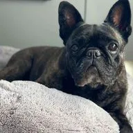 Собаки с приплюснутыми мордами: милота или анатомический изъян? 