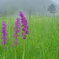 Чем может удивить латвийская природа? 