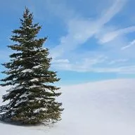 Споры вокруг елки - срубить, купить, нарядить в лесу? 