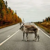 Животные на дороге: можно ли избежать столкновения? 