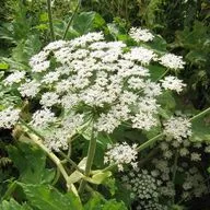 Нежданные гости: инвазивные растения