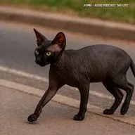 ASMR - Ветер и шаги возле дороги