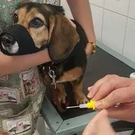 Медицина для животных: настоящее и будущее