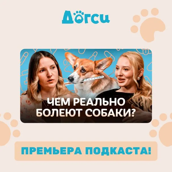 Чем реально болеют собаки? Ветеринар о профилактике и лечении болезней / Догси Подкаст #1