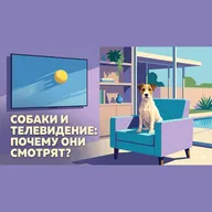 Как собаки смотрят телевизор