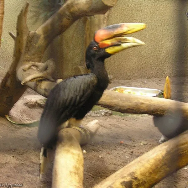 Побег Шанти и легенда о калао