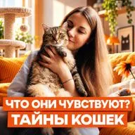 Кошки: почему мы их очеловечиваем и что они чувствуют на самом деле? | Следующая остановка