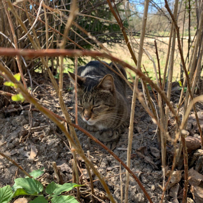 Один день на русской даче