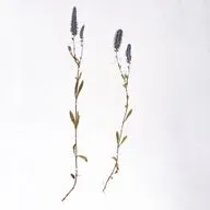 Териология