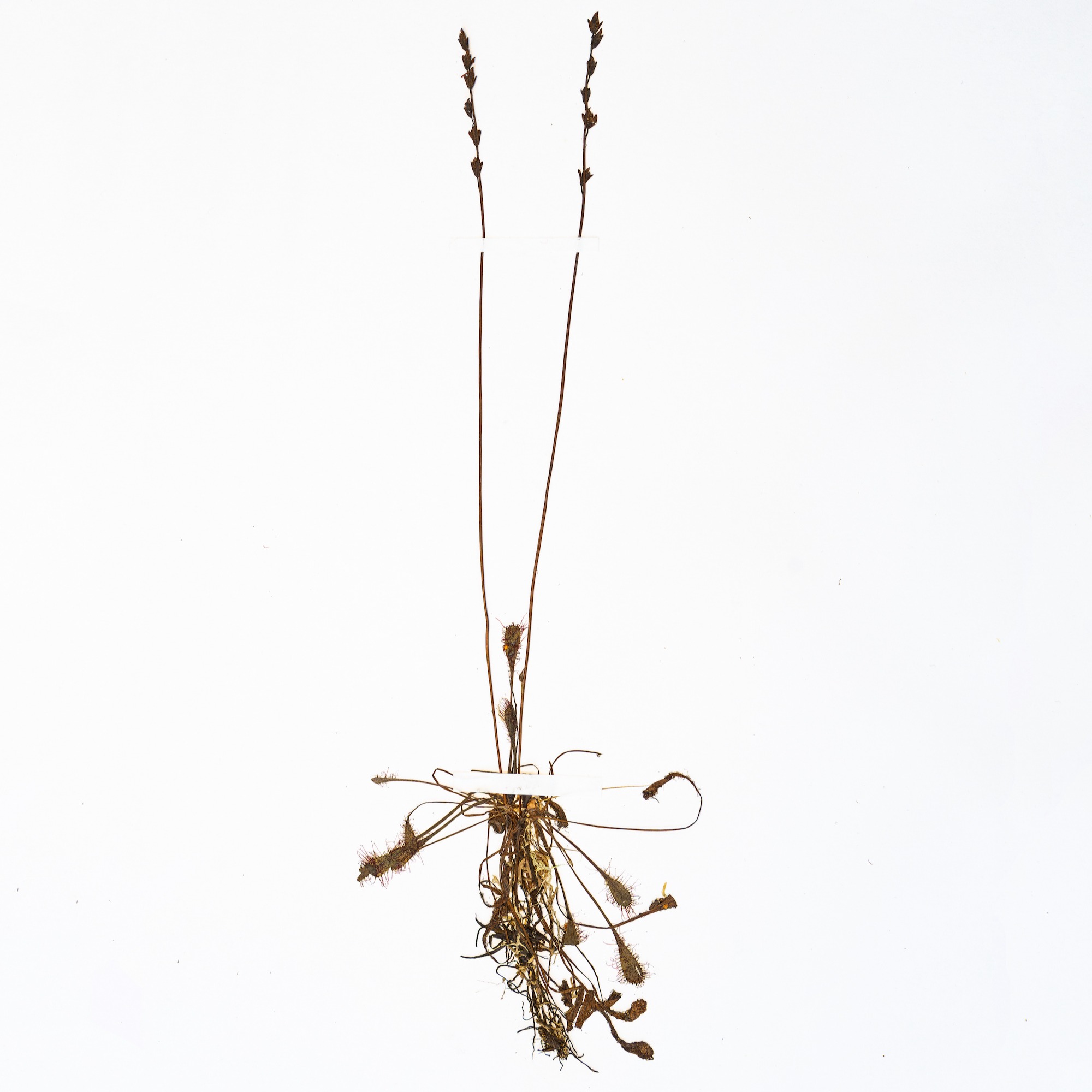 Болотоведы