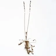 Болотоведы