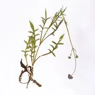 Зубры. Часть 1