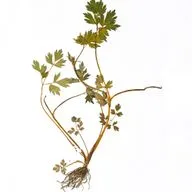 Функции болот