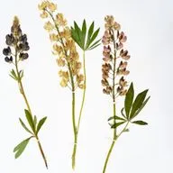 Зубры. Часть 2