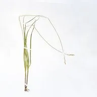 Орнитология