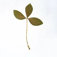 Зимовье зверей