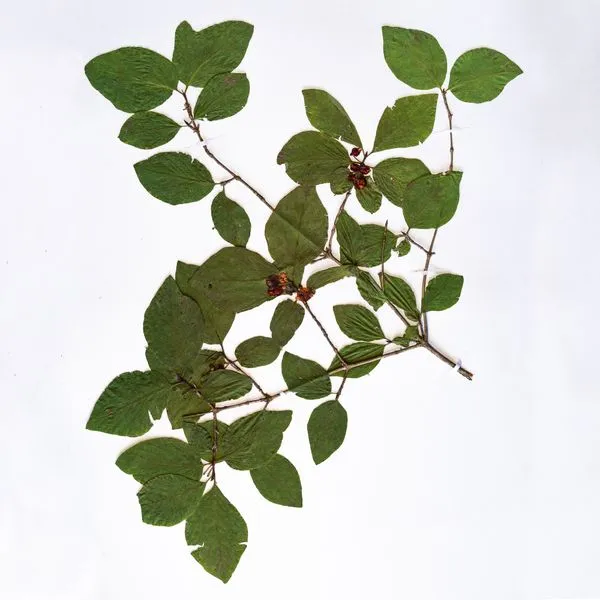 Летопись природы