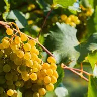 Владимира Гунько — винодел из Крымского района