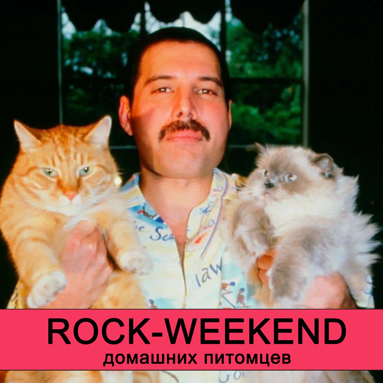 Rock-Weekend домашних питомцев episode artwork