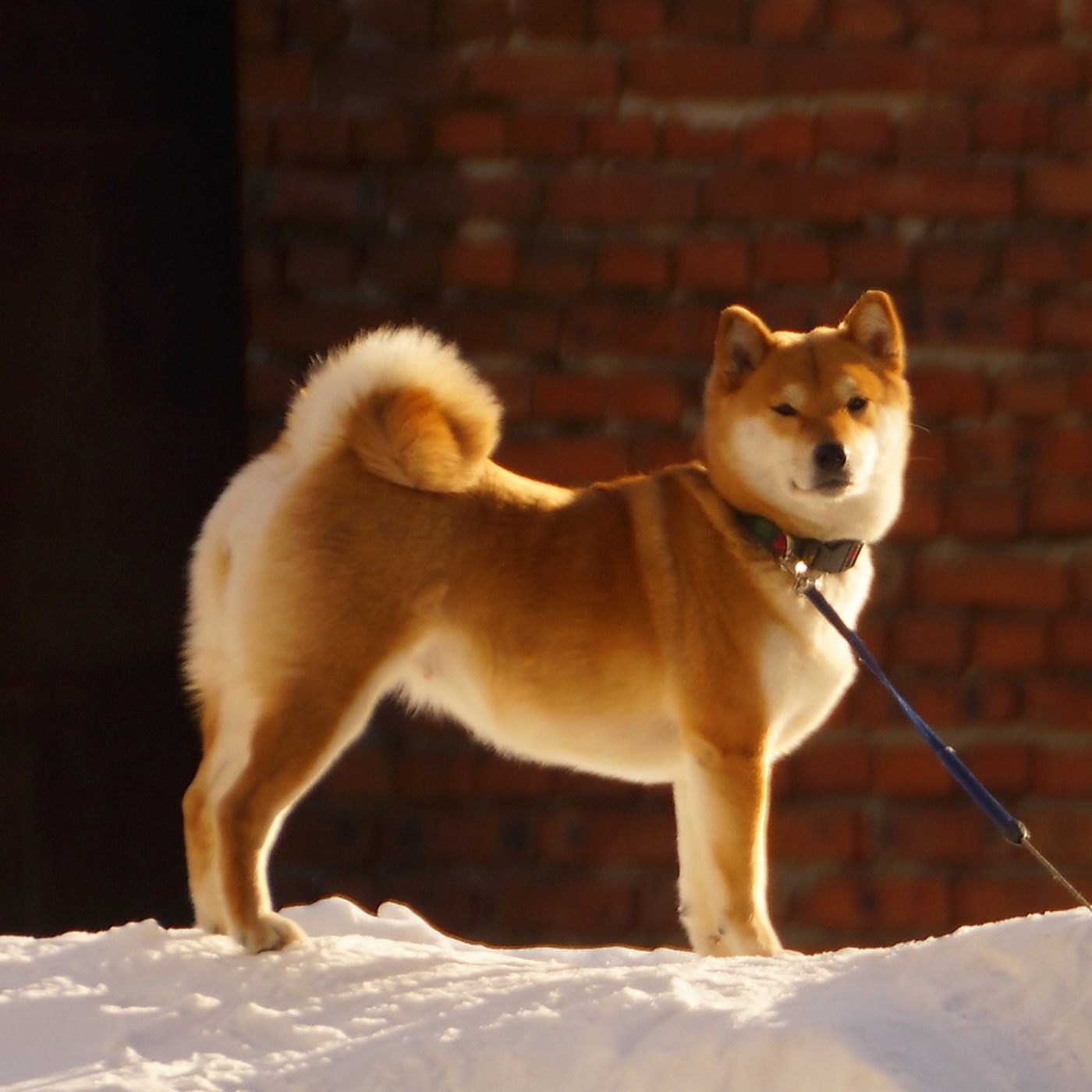 Сиба-ину: собака-улыбака с характером кошки. Кому подойдет и как воспитывать Сиба-ину: собака-улыбака с характером кошки. Кому подойдет и как воспитывать