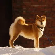 Сиба-ину: собака-улыбака с характером кошки. Кому подойдет и как воспитывать