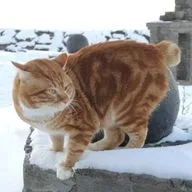 Нет хвоста, но есть харизма. Курильский бобтейл!