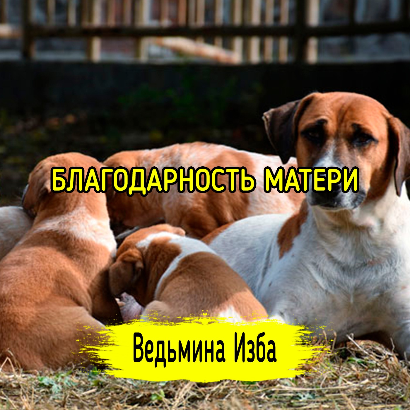 БЛАГОДАРНОСТЬ МАТЕРИ. ВЕДЬМИНА ИЗБА ▶️ ИНГА ХОСРОЕВА episode artwork