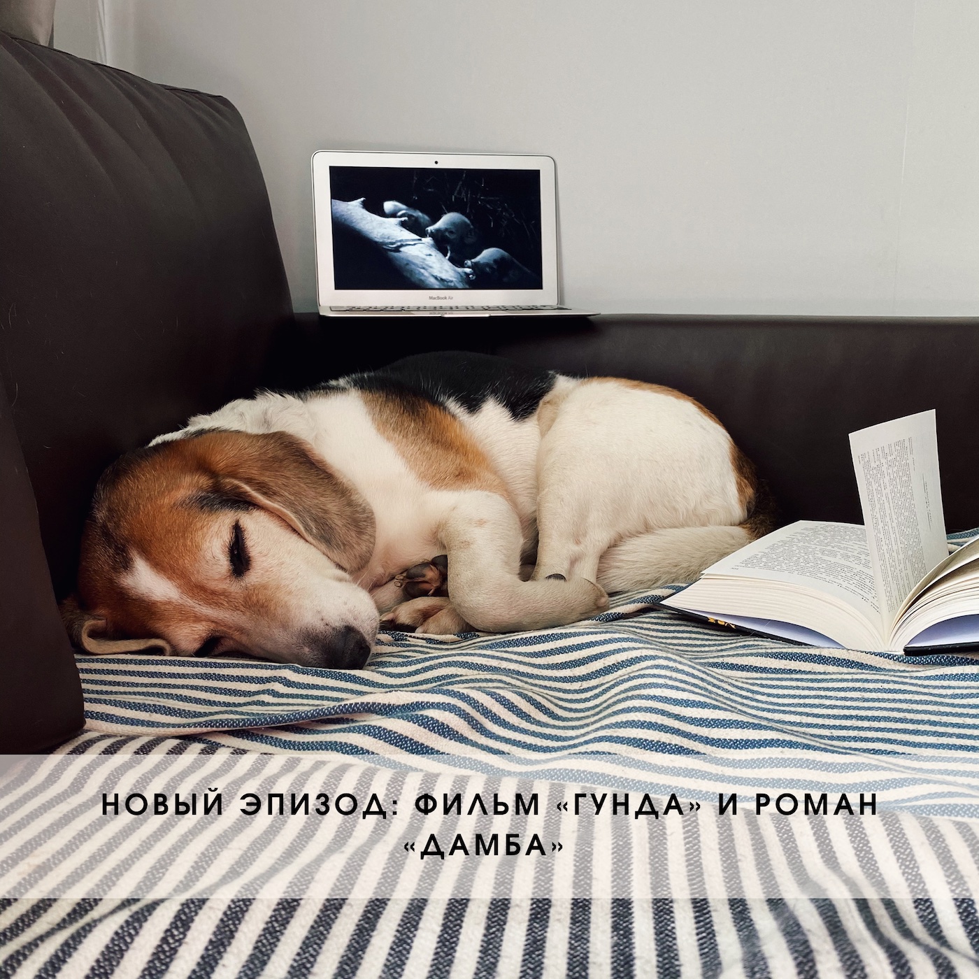 Фильм Гунда, роман Дамба