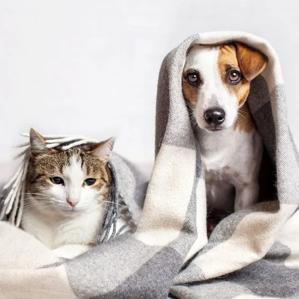 олиаолавми