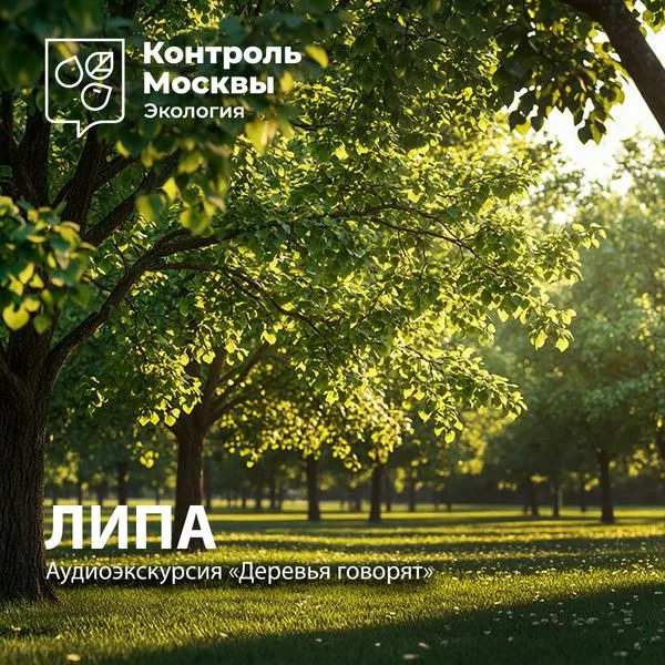 Аудиоэкскурсия «Деревья говорят». Липа