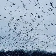 Мысли вслух