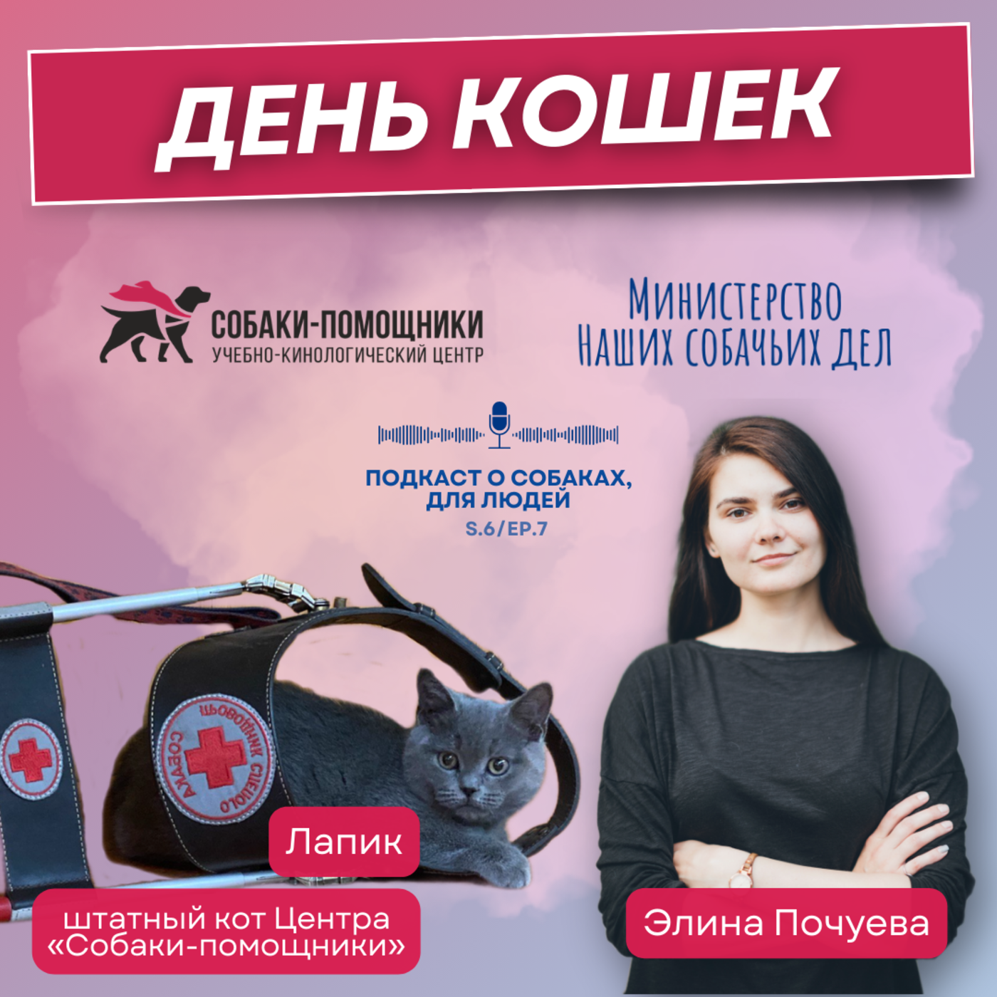День кошек