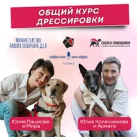 Юлия Колесникова: общий курс дрессировки