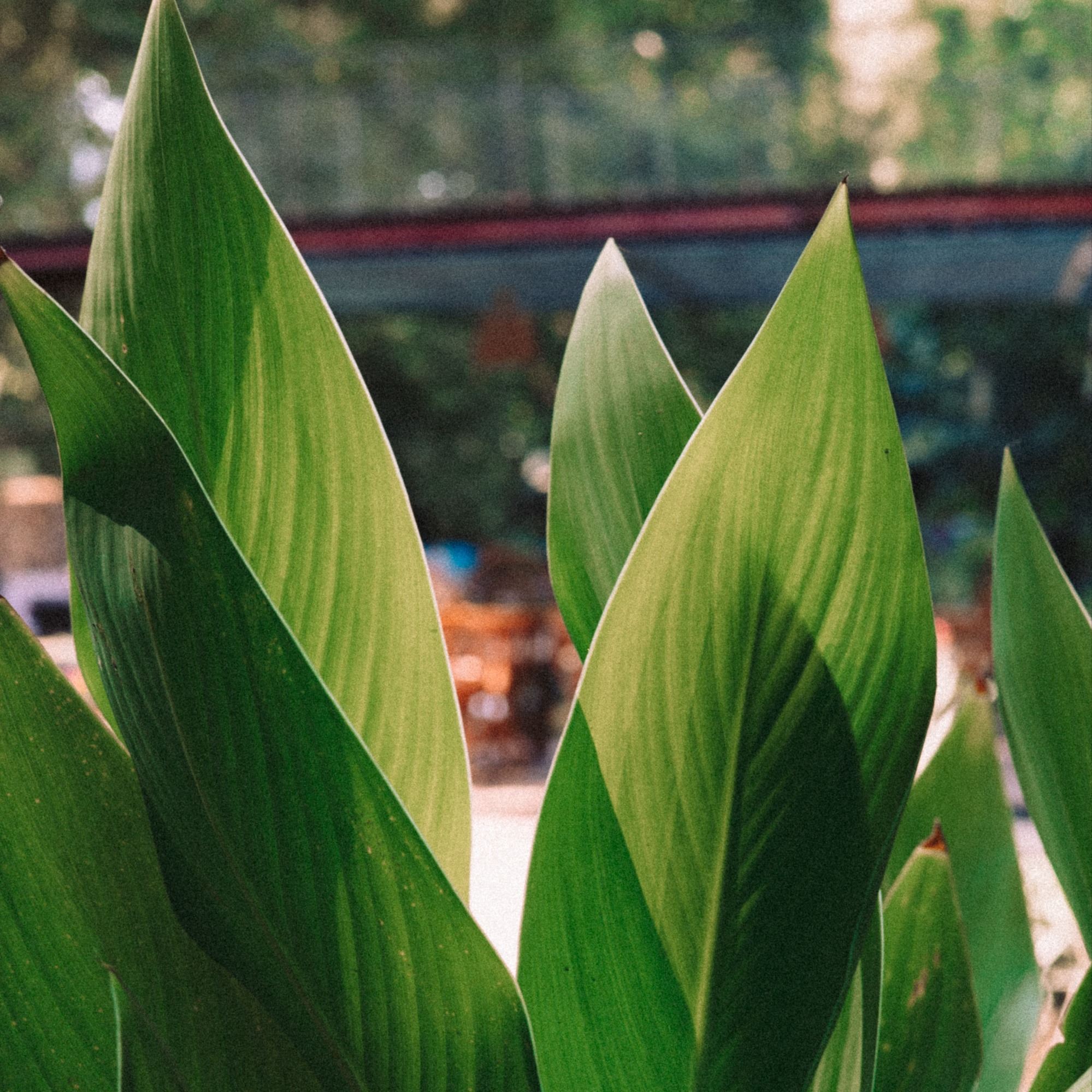 Джапа "Я - Совершенство"