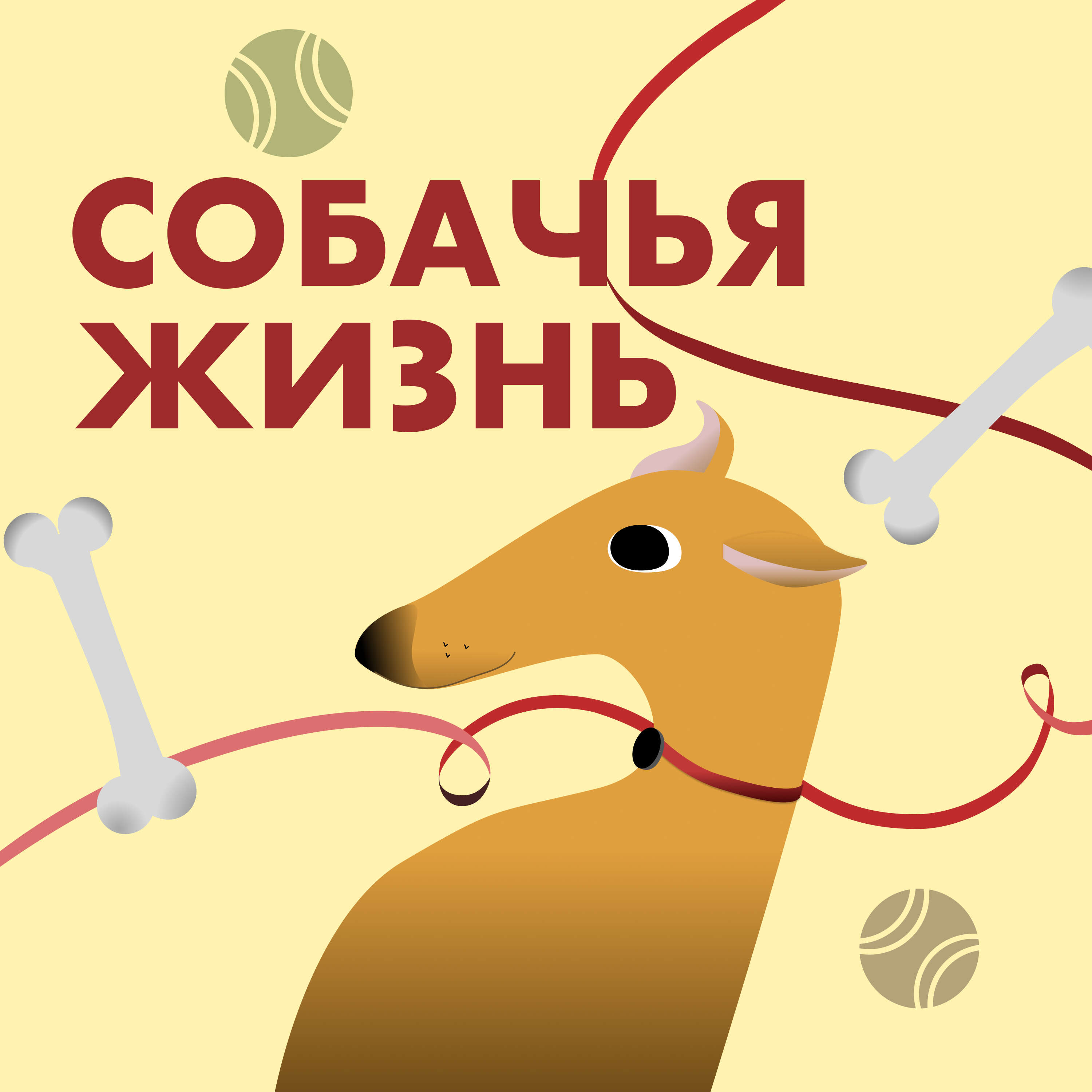 №7 Как работают сервисы по выгулу - на примере Собака-Гуляка