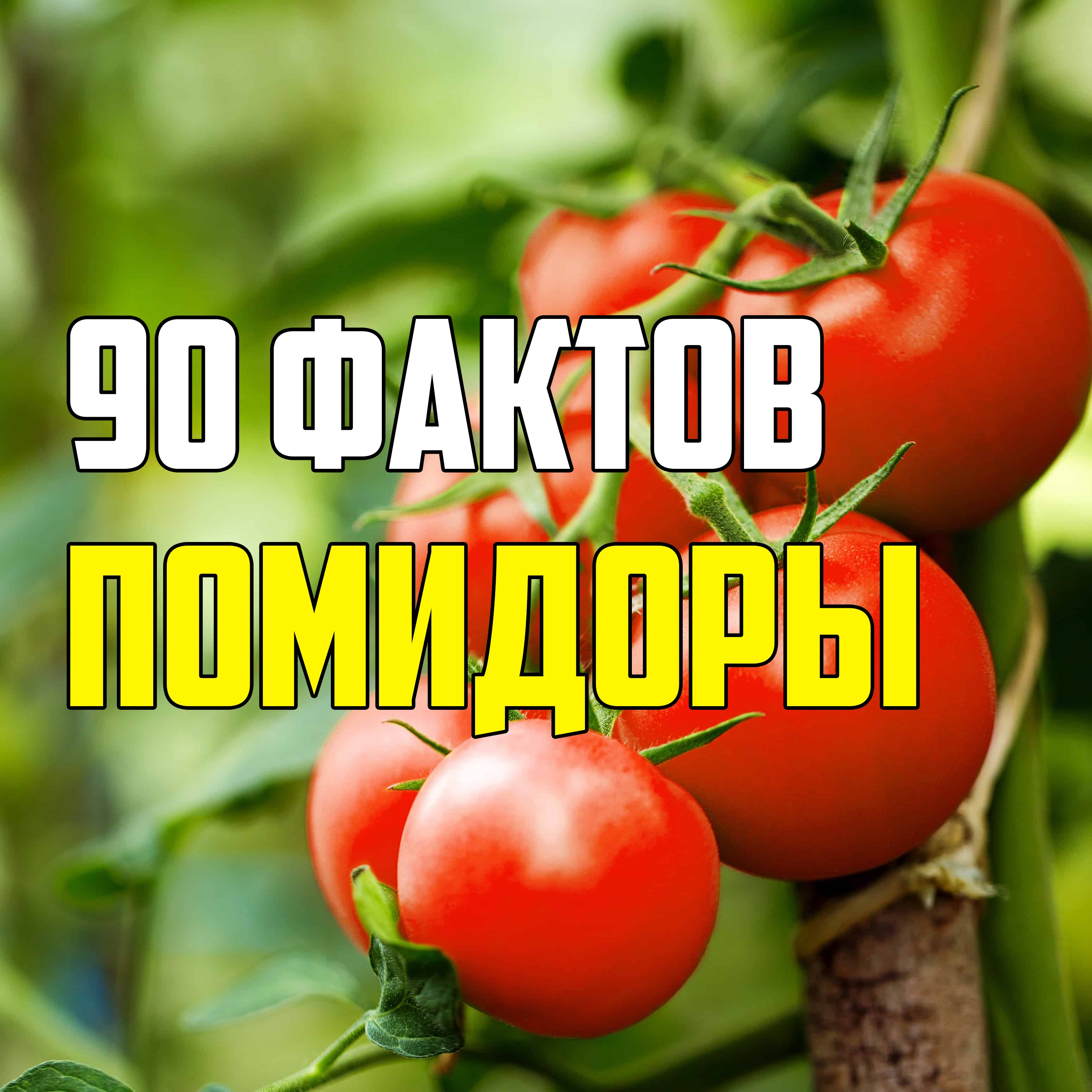 90 ИНТЕРЕСНЫХ ФАКТОВ О ПОМИДОРАХ episode artwork