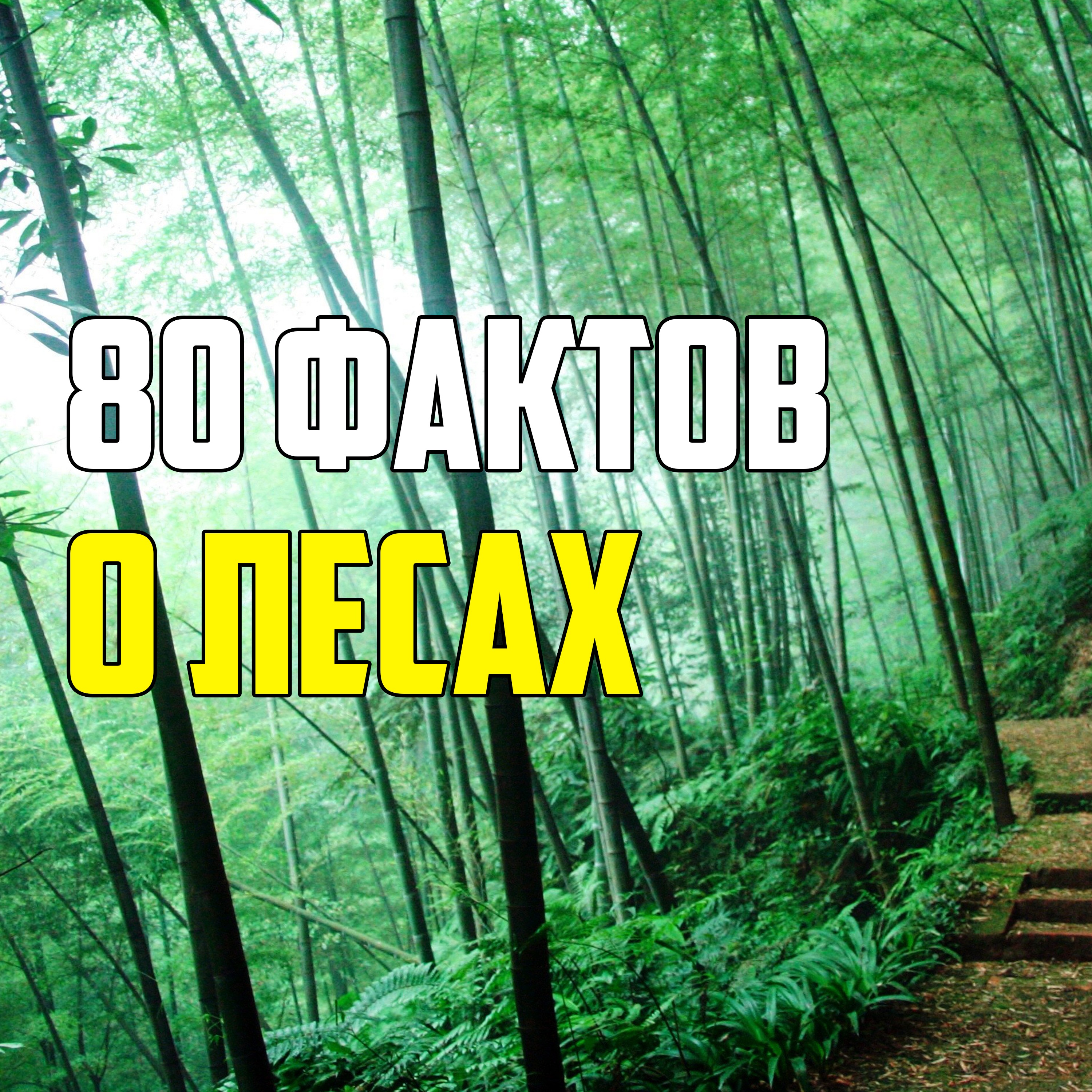 80 ИНТЕРЕСНЫХ ФАКТОВ О ЛЕСАХ episode artwork