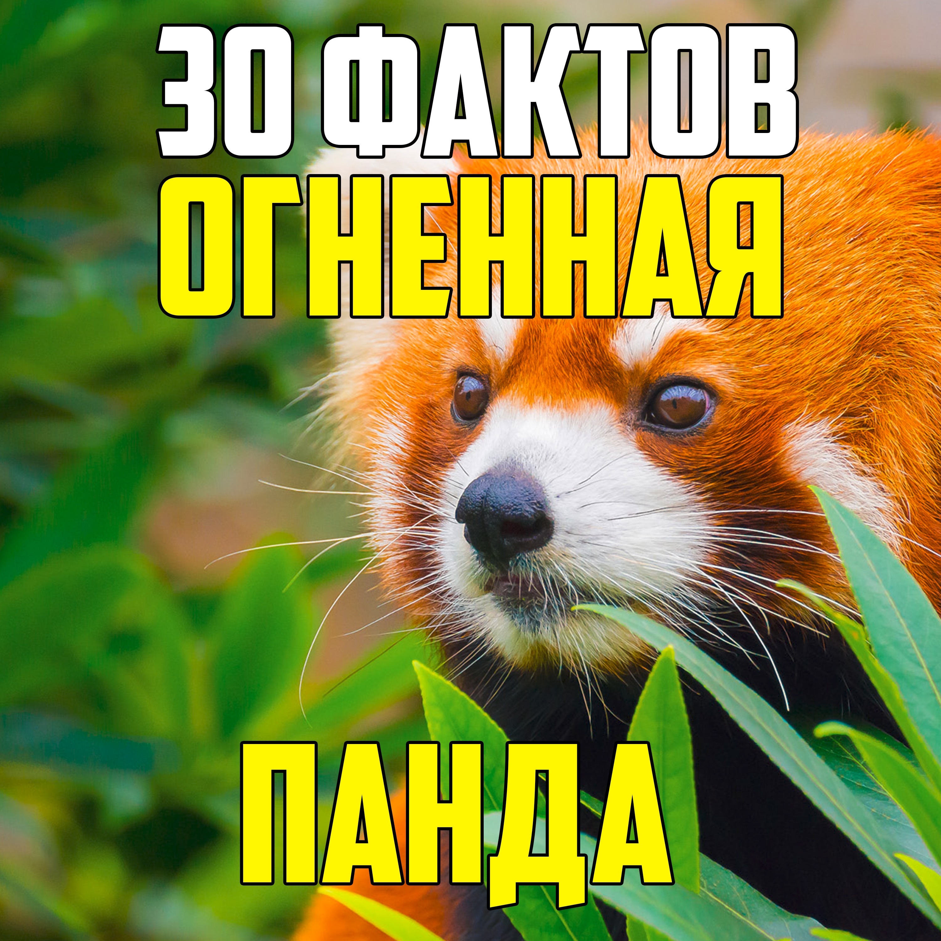 30 ИНТЕРЕСНЫХ ФАКТОВ О КРАСНОЙ ПАНДЕ episode artwork
