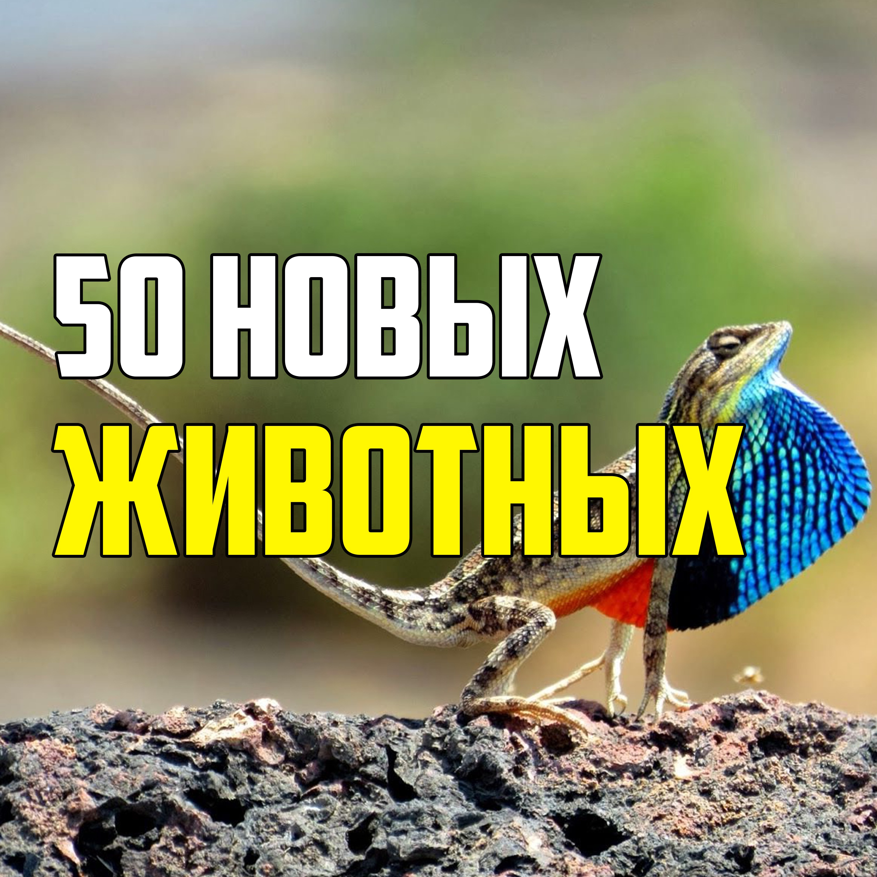 50 НОВЫХ ВИДОВ ЖИВОТНЫХ, О КОТОРЫХ НИКТО НЕ ЗНАЛ ЕЩЕ НЕСКОЛЬКО ЛЕТ НАЗАД episode artwork