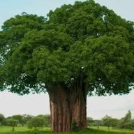 Укоренись в Краснодаре 2