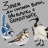 Зачем мы считаем ворон или коротко о бердвотчинге