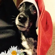 .·•° ♫ Моя Дейзи .·•° ♫