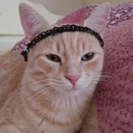 История котёнка Миши