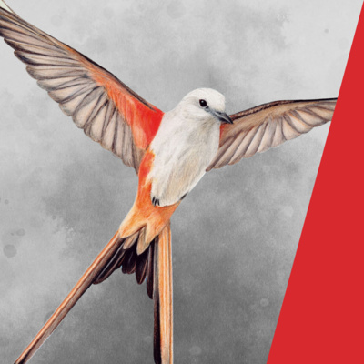 Топ-10: «Крылья», овсянковые кардиналы и другие пернатые