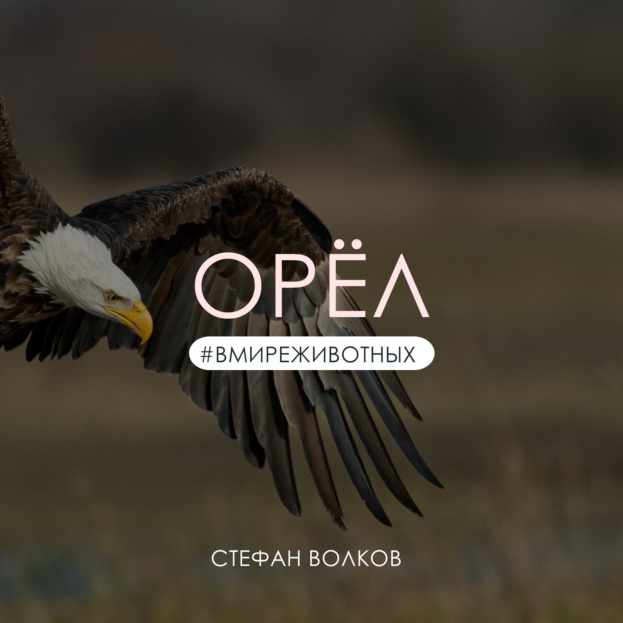Орёл | Стефан Волков